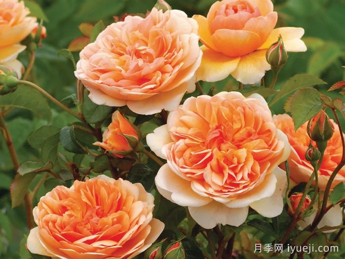 阳光港月季/港口阳光Port Sunlight(图1)