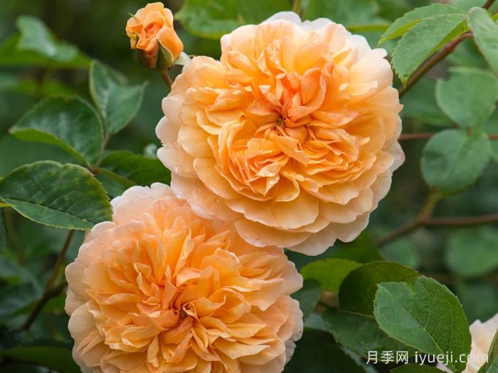 阳光港月季/港口阳光Port Sunlight(图2)