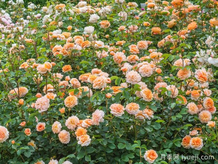 阳光港月季/港口阳光Port Sunlight(图5)