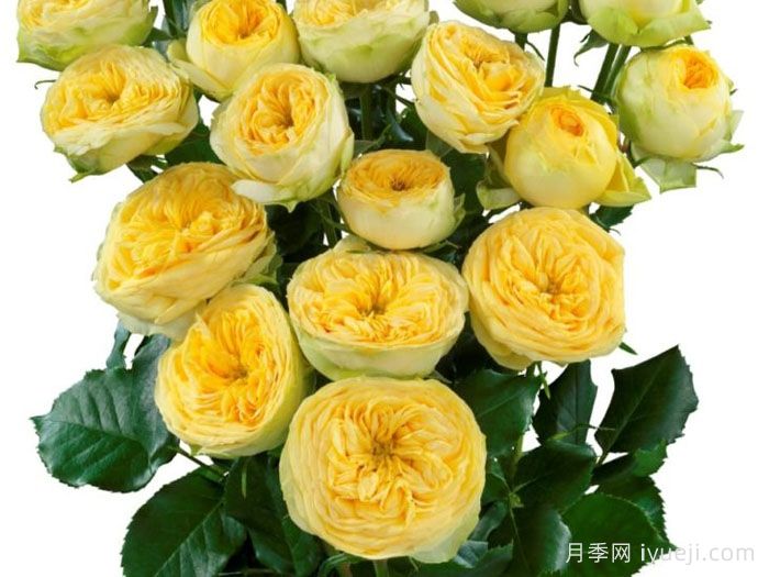 阳光潮流月季Sunny Trendsetter(图1)