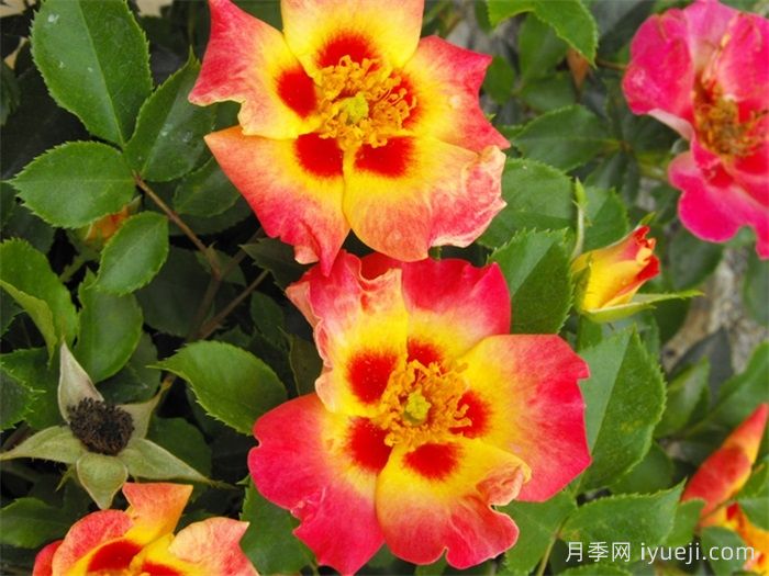 阳光巴比伦眼睛月季Sunshine Babylon Eyes(图2)