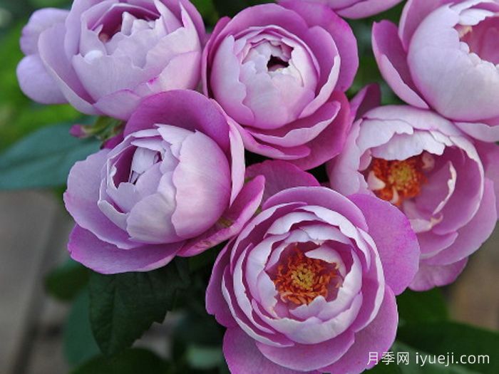 羊脂香水月季Boule de Parfum(图2)