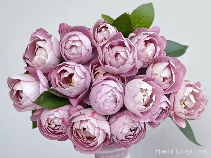 羊脂香水月季Boule de Parfum(图3)