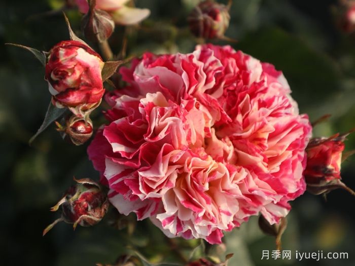 燕脂月季(图1)