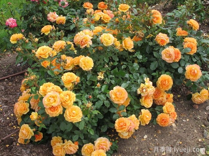 亚利桑那阳光月季Arizona Sun(图1)