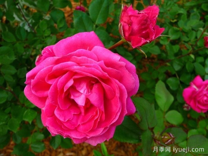 亚历山大麦肯兹月季Alexander Mackenzie(图1)