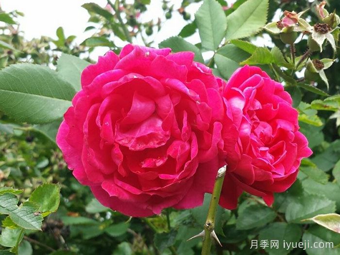 亚历山大麦肯兹月季Alexander Mackenzie(图2)