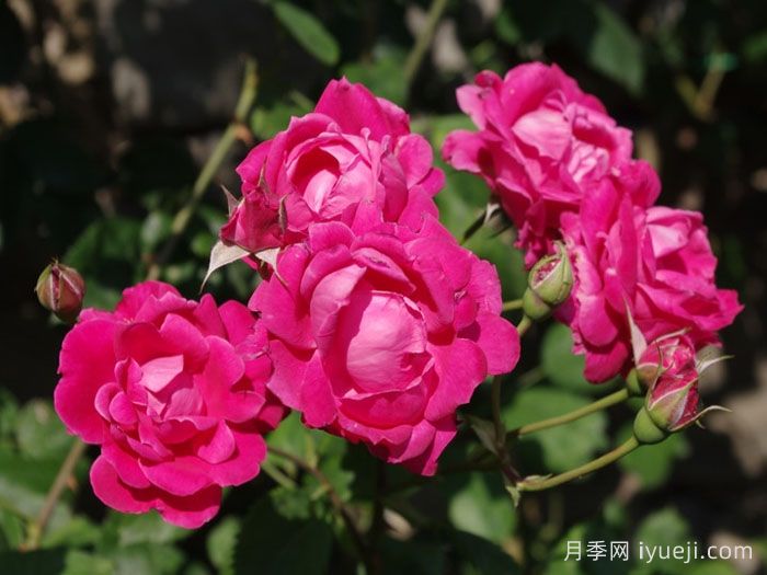 亚历山大麦肯兹月季Alexander Mackenzie(图3)