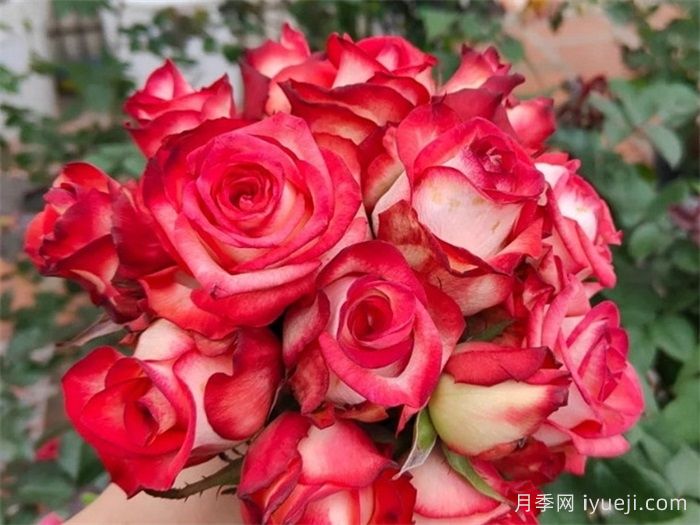 雅西卡月季/切花胭脂扣(图1)