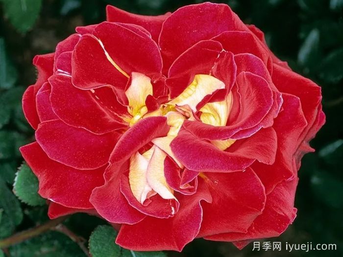 雅基穆尔月季/雅琦莫月季Yakimour(图1)