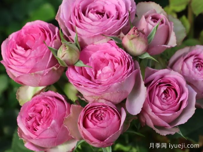 薰衣草蕾丝月季/薰衣草花边月季Lavender Lace(图1)