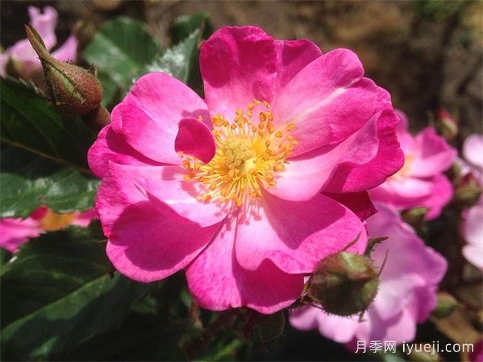 薰衣草之梦月季/薰衣草梦境/薰衣草梦Lavender Dream(图2)