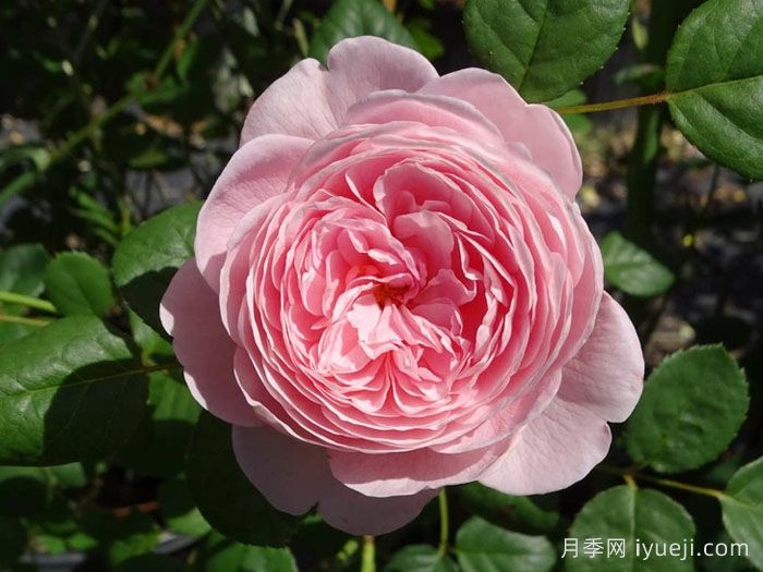 遗产月季Heritage(图1)