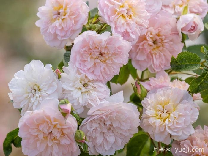 伊丽莎白月季Elizabeth(图2)