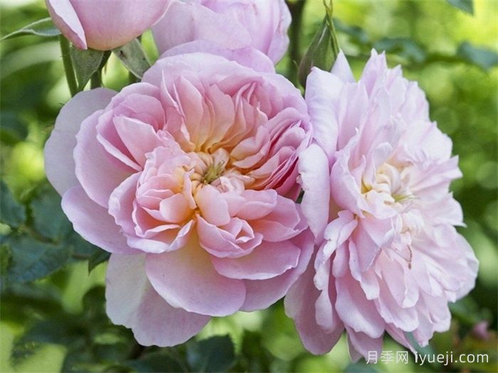 伊丽莎白月季Elizabeth(图4)