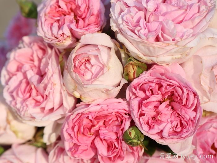 伊芙紫苑月季Yves Sion(图1)