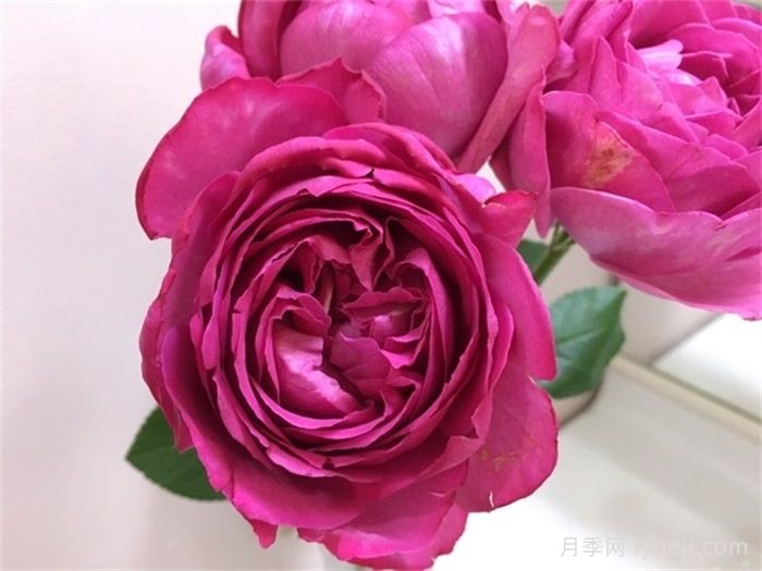 伊芙伊冯娜洛里奥月季/伊芙里奥Yvonne Loriod(图1)