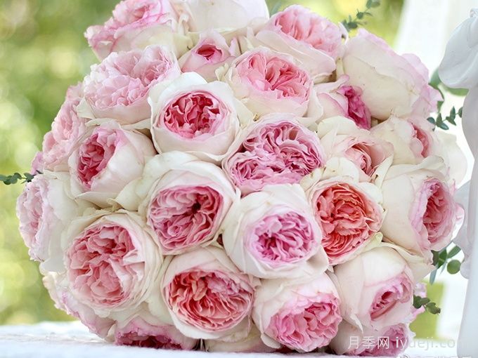 伊芙乙女心月季Respride Fille(图2)