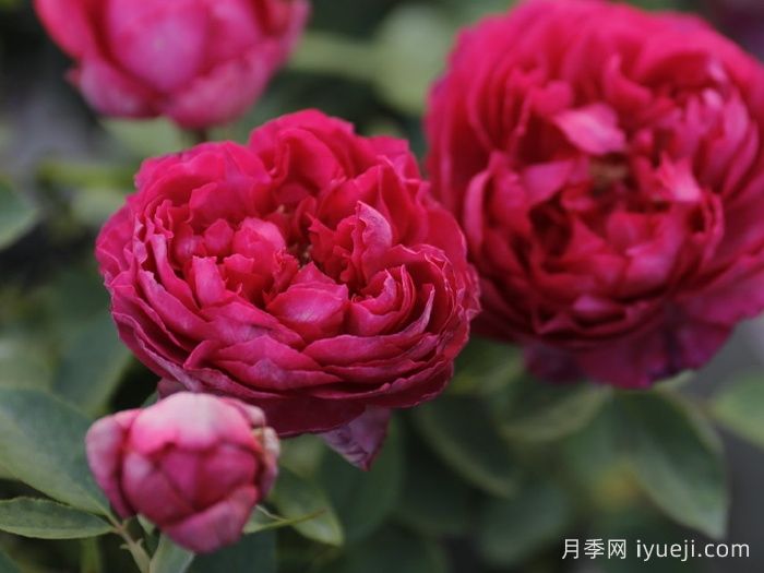 伊芙胭脂香水月季/胭脂香水Rouge de Parfum(图2)
