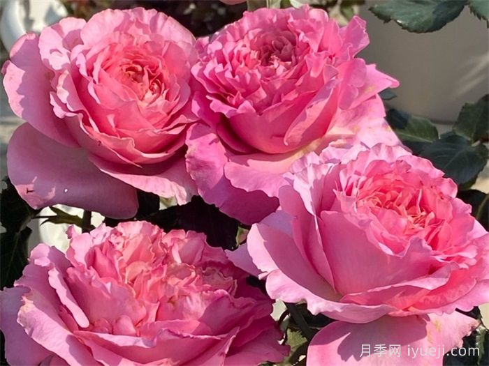 伊芙仙王座月季Cepheus(图1)