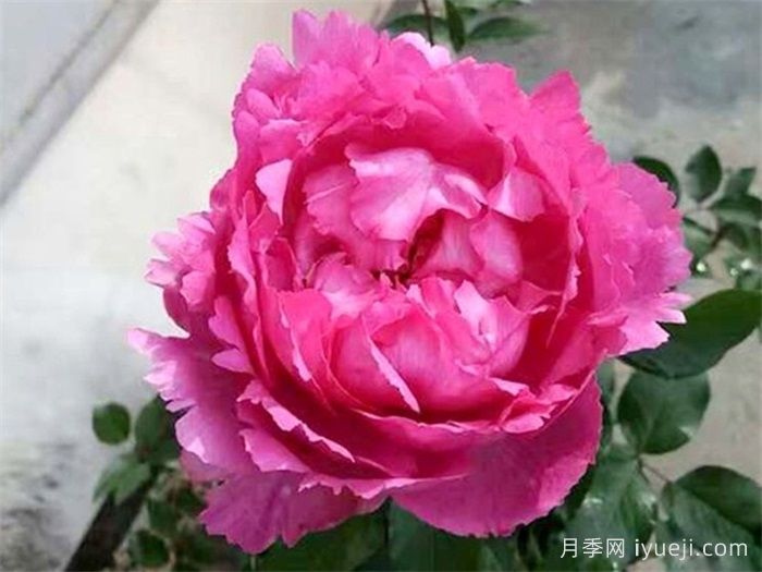 伊芙仙王座月季Cepheus(图2)