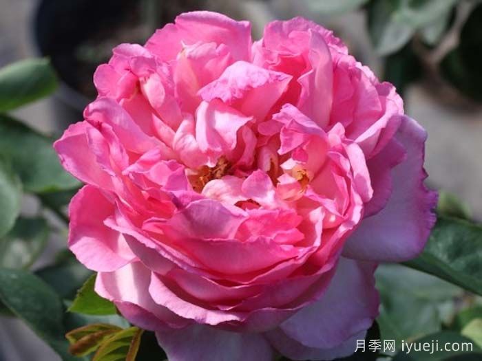 伊芙五号月季Yves No5(图1)