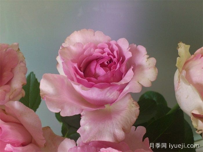 伊芙雷欧诺月季Leonor(图2)