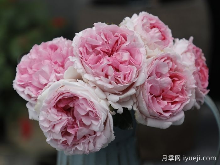 伊芙克莱尔月季Yves Clair(图1)