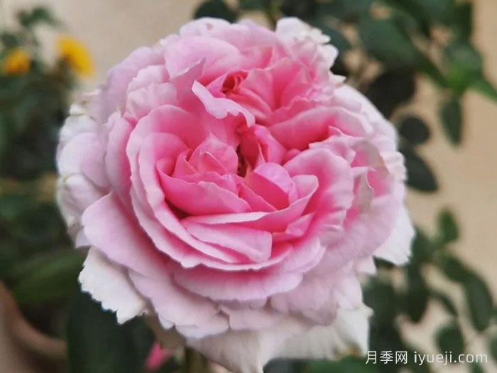 伊芙幻塔索斯月季Phantasos(图1)