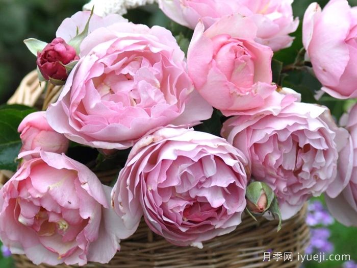 伊芙魂之香水月季Fragrance of Fragrances(图2)