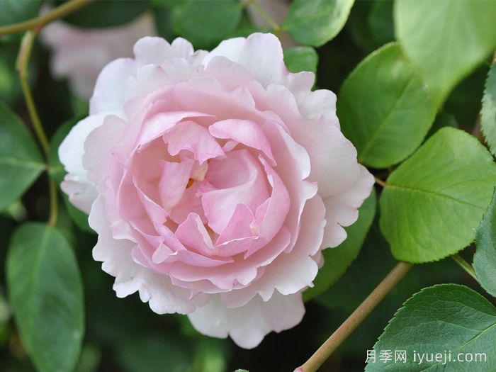 伊芙魂之香水月季Fragrance of Fragrances(图1)