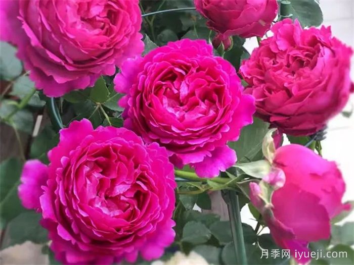 伊芙芳香花园月季/情迷芳香月季Scent Garden(图2)