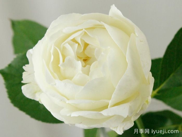 伊芙布雷琴月季Bretchen(图1)