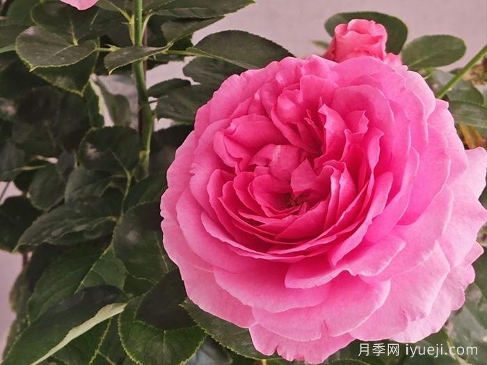 伊芙伯爵月季/皮亚格特Yves Piaget(图5)