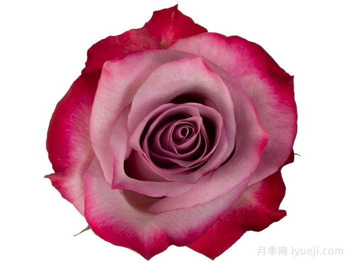 深紫玫瑰月季/一片深紫/深紫乐队Deep Purple(图2)