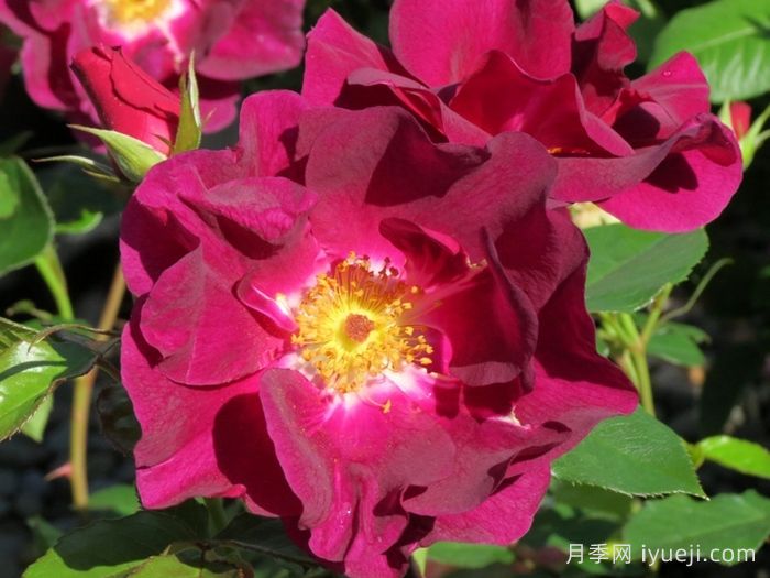 夜猫子月季/夜枭Night Owl(图1)