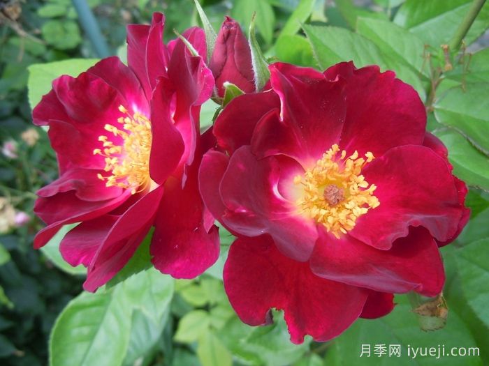 夜猫子月季/夜枭Night Owl(图2)