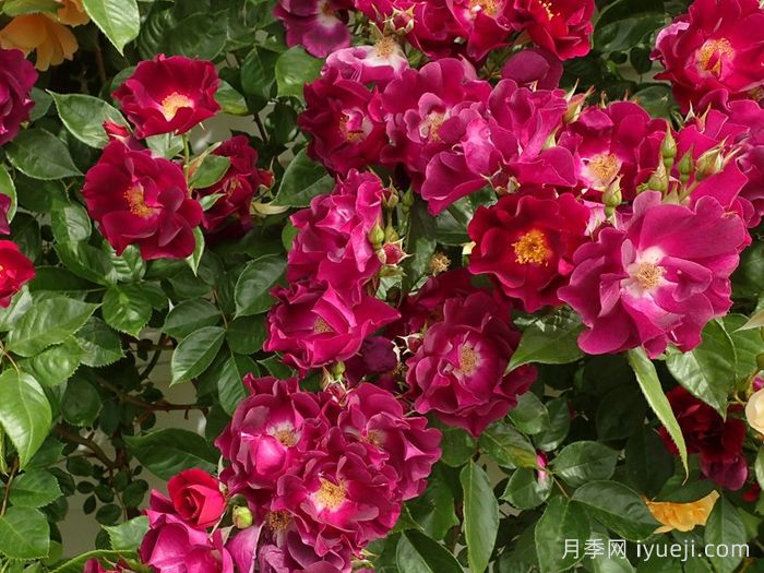 夜猫子月季/夜枭Night Owl(图3)