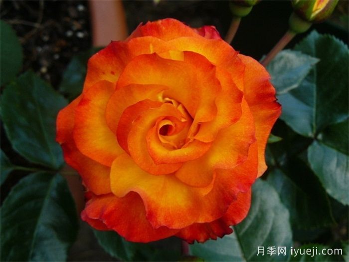 野猫月季Wildcat(图1)