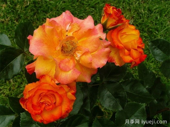 野猫月季Wildcat(图2)