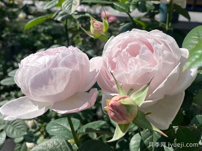 夜光杯月季(图3)