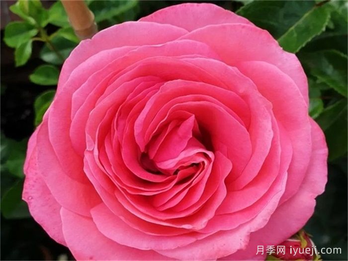 樱桃女士月季/樱桃夫人Cherry Lady(图1)