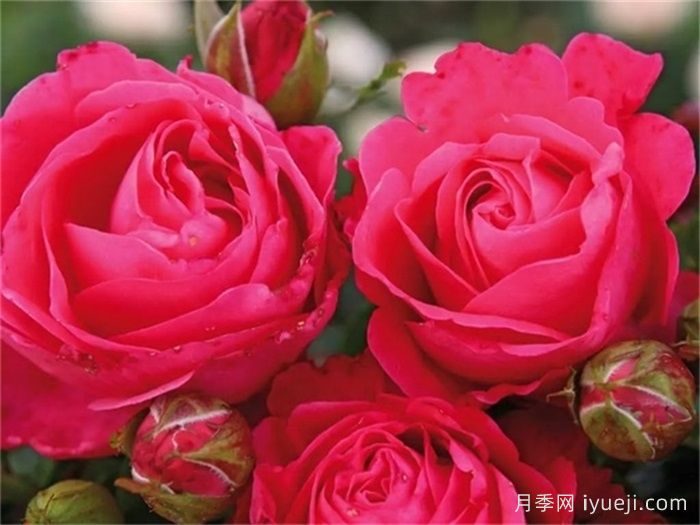 樱桃女士月季/樱桃夫人Cherry Lady(图2)