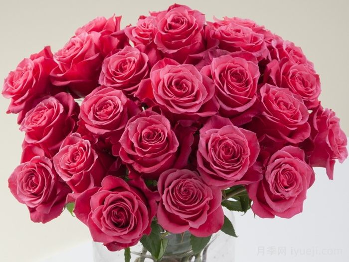 樱桃奥月季/樱桃O/樱桃巷Cherry-O(图2)