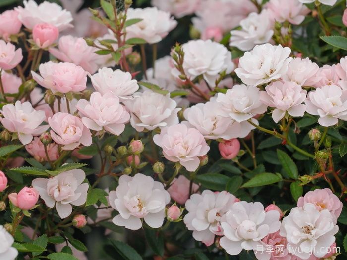 樱坂月季/樱贝姬月季Sakurasaka(图2)