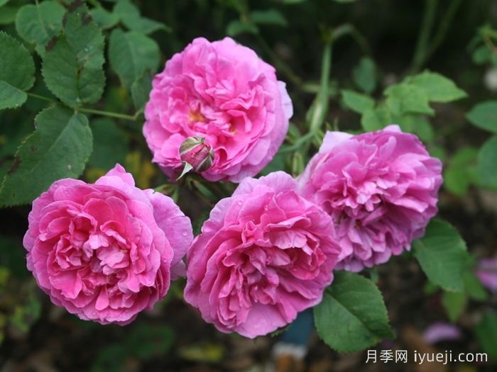 英格兰玫瑰月季Englands Rose(图3)