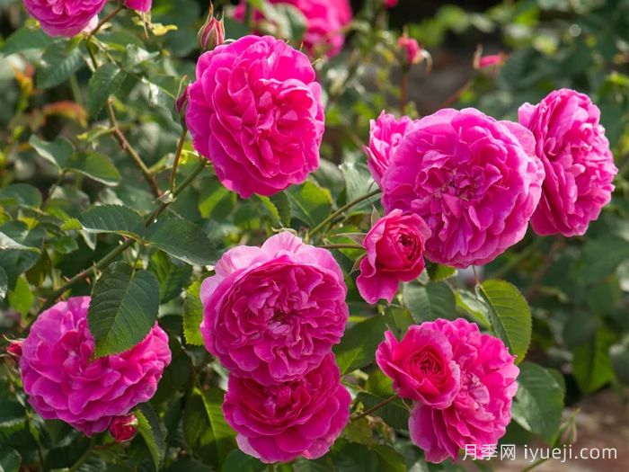 英格兰玫瑰月季Englands Rose(图2)