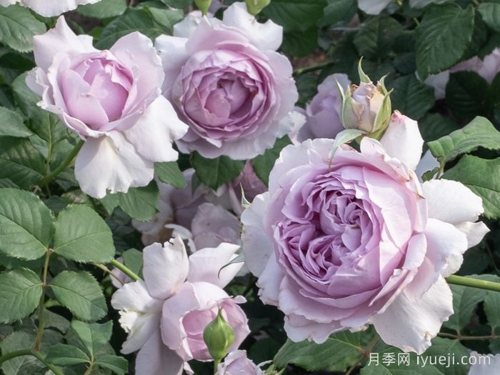 隐隐青月季(图1)