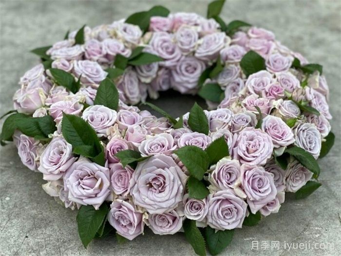 银色幻影月季Silver Shadow(荷)(图2)