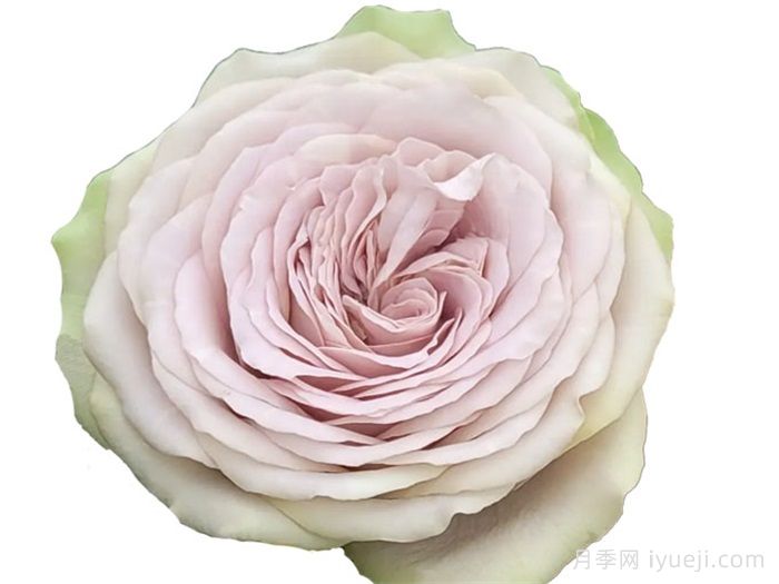 银矿月季Silvermine(图2)